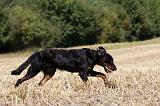 BEAUCERON 753